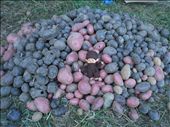 Dugged this pile of beautiful purple, red, and white-skinned potatoes. Most will be stored in the root cellar and will last the family until next year.: by pmok, Views[300]