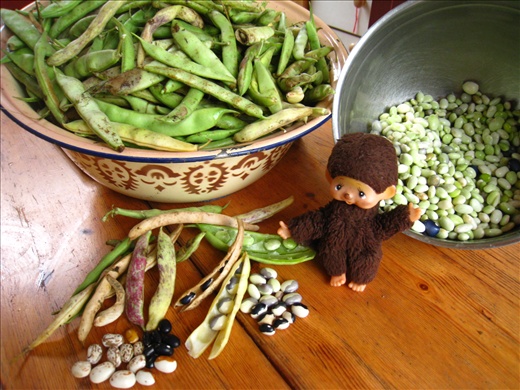 Shelled many kinds of beans, especially love the orca bean, black and white like an Orca whale!