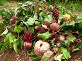 Pulled beets, some were so large, they were the size of a baby's head! These will also last the family through all of winter.: by pmok, Views[343]