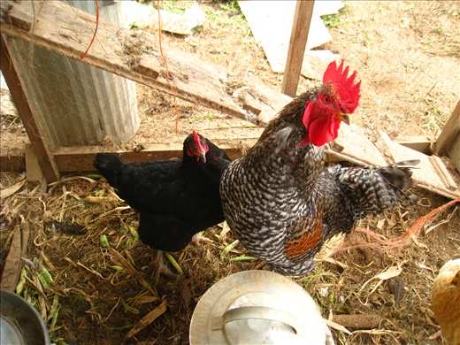 The sole rooster of all the chickens on the farm (about two dozens total), and one of the hens. 