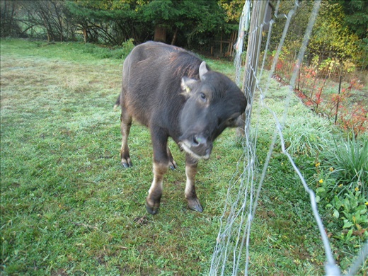 Baryshnikov (great name!) the water buffalo. He's almost 1.5 years old, super cute! He'll get to live for about another year before being slaughtered.