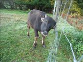 Baryshnikov (great name!) the water buffalo. He's almost 1.5 years old, super cute! He'll get to live for about another year before being slaughtered.: by pmok, Views[491]