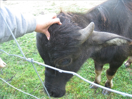 Baryshnikov was curious and would come to me when I come near where he was grazing.