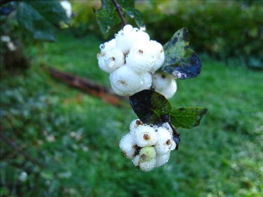 Snow berries, toxic to humans. It got increasingly cold overnight so they had frost in the morning.