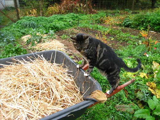 Sid kept me company while I laid mulch on the crops.