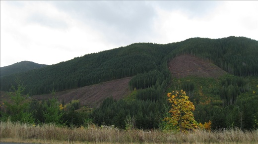 Logging is everywhere on the island. Here are huge patches of land completely logged and just bare.