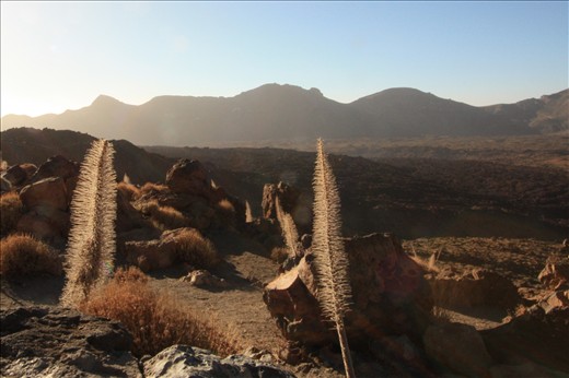 Morning at the volcanic Parque Nacional del Teide