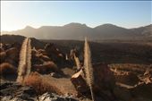 Morning at the volcanic Parque Nacional del Teide: by pomegranatekat, Views[232]
