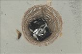 strong winds, big waves and murky water makes only  few fish caught: by ponda, Views[327]