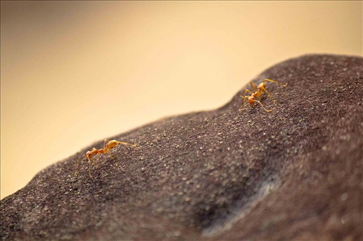 The flirting, love can be everywhere and everything. (Angkor Wat, Cambodia)