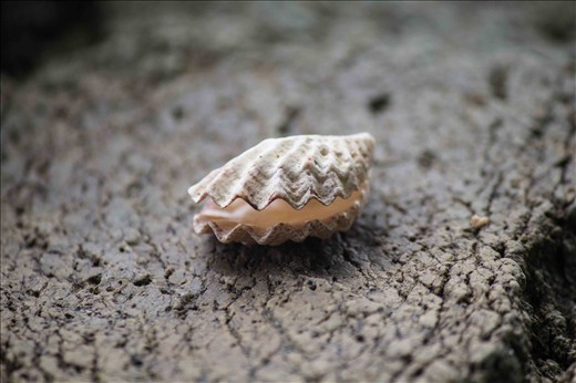 Cambodian sea shell. It stood there for her audiences. (Kampot, Cambodia)