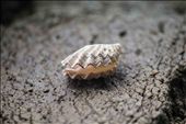 Cambodian sea shell. It stood there for her audiences. (Kampot, Cambodia): by porlaycambodia, Views[503]