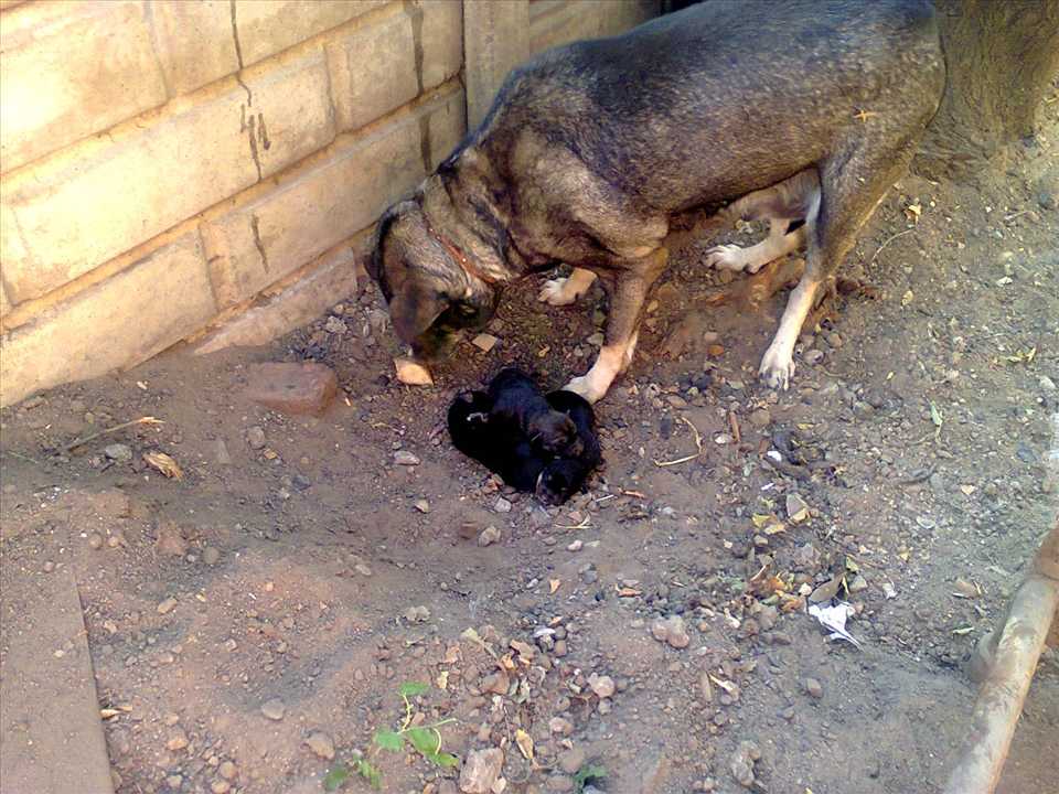 Rex and her new born puppies