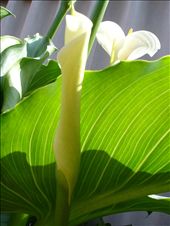 The beginning and middle of life: by pqph, Views[216]