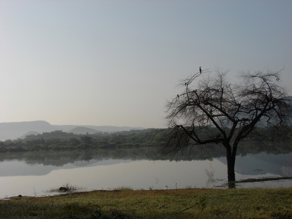 Sariska, a Tiger reserve( without Tigers). Government have taken a step and relocated few tigers to this forest in 2008-2009 but can that be at any cost ?? Deep in the heart of this vast wild life sanctuary, four tiny villages of about 100 families living their solitary lifes.