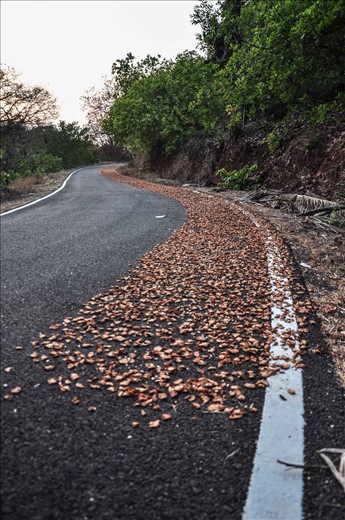 Arranged by a natural phenomenon. 