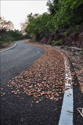 Arranged by a natural phenomenon. : by pradhan, Views[221]