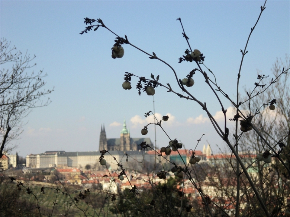 You can't imagine Prague skyline without this spectacular example of Gothic architecture, St. Vitus cathedral. 