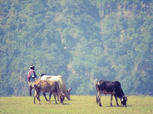 The Shepherd of the Wild