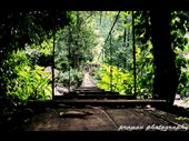 Silent valley national park,kerala,india: by pranav, Views[150]