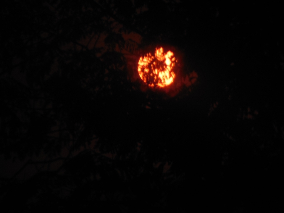 Resembling the ball of fire, the sun through the trees showing it forces to awake one and all.