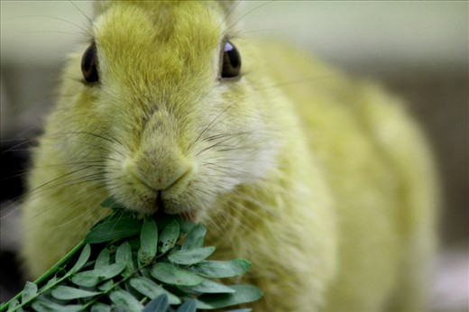 The cute bunny eating leaf of tree that was a great movement