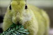 The cute bunny eating leaf of tree that was a great movement: by pratiks, Views[562]
