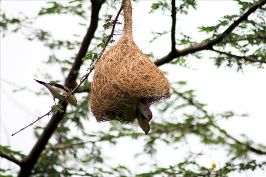 The little birds making nest  for birds children before winter