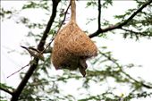 The little birds making nest  for birds children before winter: by pratiks, Views[466]