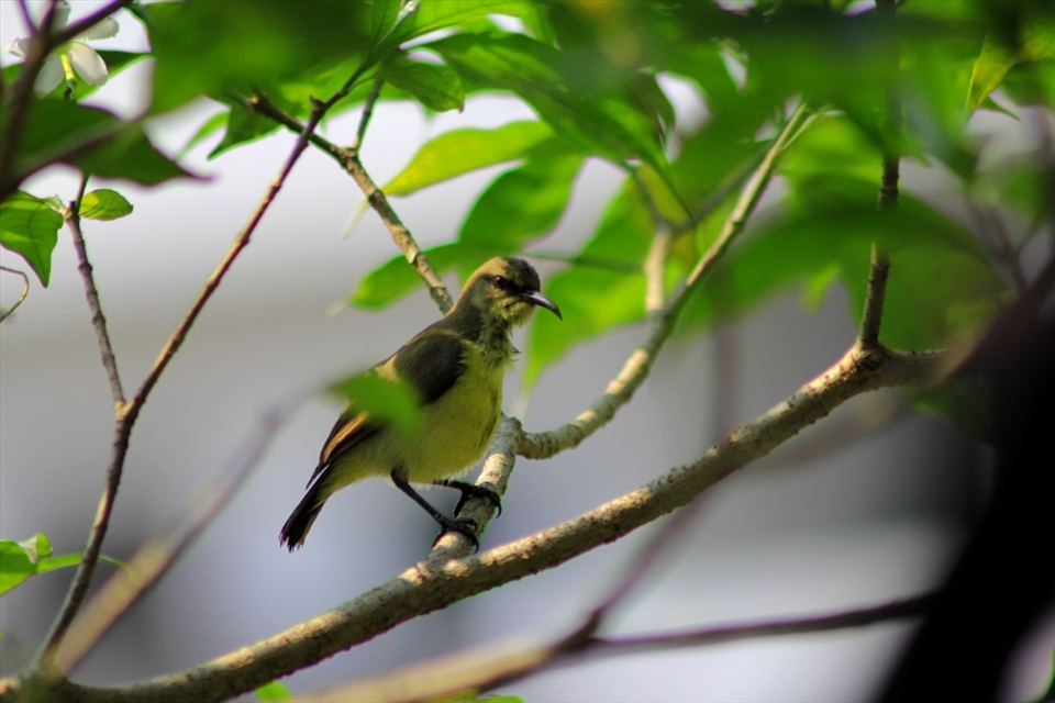 the bird finding food ,he travel for food tree to tree