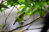 the bird finding food ,he travel for food tree to tree: by pratiks, Views[254]