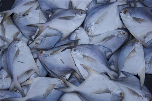 Reward - The Fishes that were Caught.