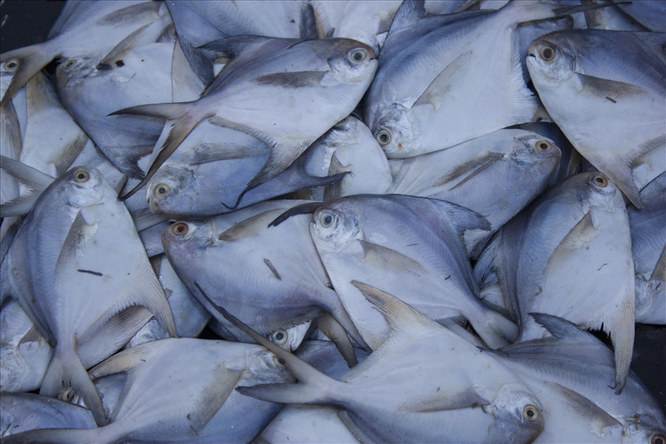 Reward - The Fishes that were Caught.