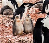 by pravidence, Views[181]