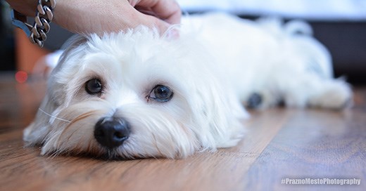 Pet (Maltese) Portrait
NIKON D7100
f2
1/100sec.
ISO 640
Focal lenght 24mm
Metering: Spot