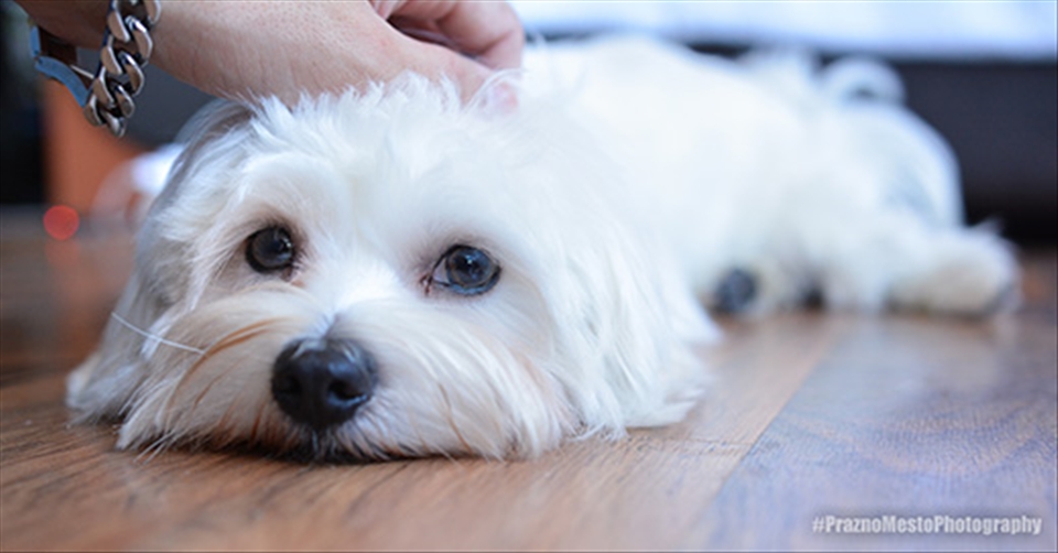 Pet (Maltese) Portrait
NIKON D7100
f2
1/100sec.
ISO 640
Focal lenght 24mm
Metering: Spot