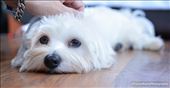 Pet (Maltese) Portrait
NIKON D7100
f2
1/100sec.
ISO 640
Focal lenght 24mm
Metering: Spot: by praznomestophotography, Views[225]