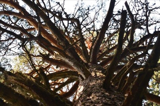 I took a sit under this three. At the first moment i thought it was alone but than I understood.. it was just peaceful.