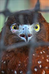 Are you kidding me?!: by primo_nster, Views[292]