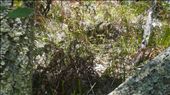 wallaby on the way to cape byron: by prisca, Views[182]