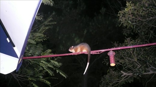 possum at the hostel