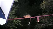possum at the hostel: by prisca, Views[271]