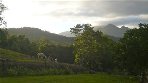 near Uki with Mt. Warning in the background