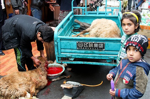 This is exactly how I was greeted on my first day of travel to Xinjiang, Western China. It was difficult to sit through the entire slaughter, although I must admit there is evidently an interest in the transitional process. It does make me look at my plate differently, and wish it has remained as a black box that mysteriously transforms animals into something edible. It's highly controversial; but something in the children's eyes tells me that the shocked look on my face must have been quite disturbing for them too.