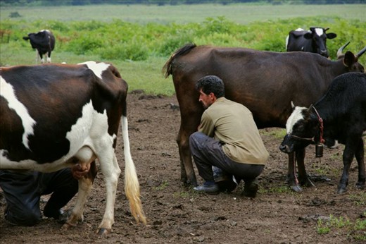 Every summer, cowherds from in and around the Tonekebon area in the north-west of Iran leave their families behind and migrate to the hills with their cattle. They demarcate areas, build rustic shanties and set up an operation that includes producing milk, butter and cheese