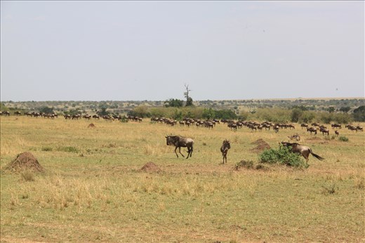 Wildebeest join the biggest migration on earth at Maasai Mara