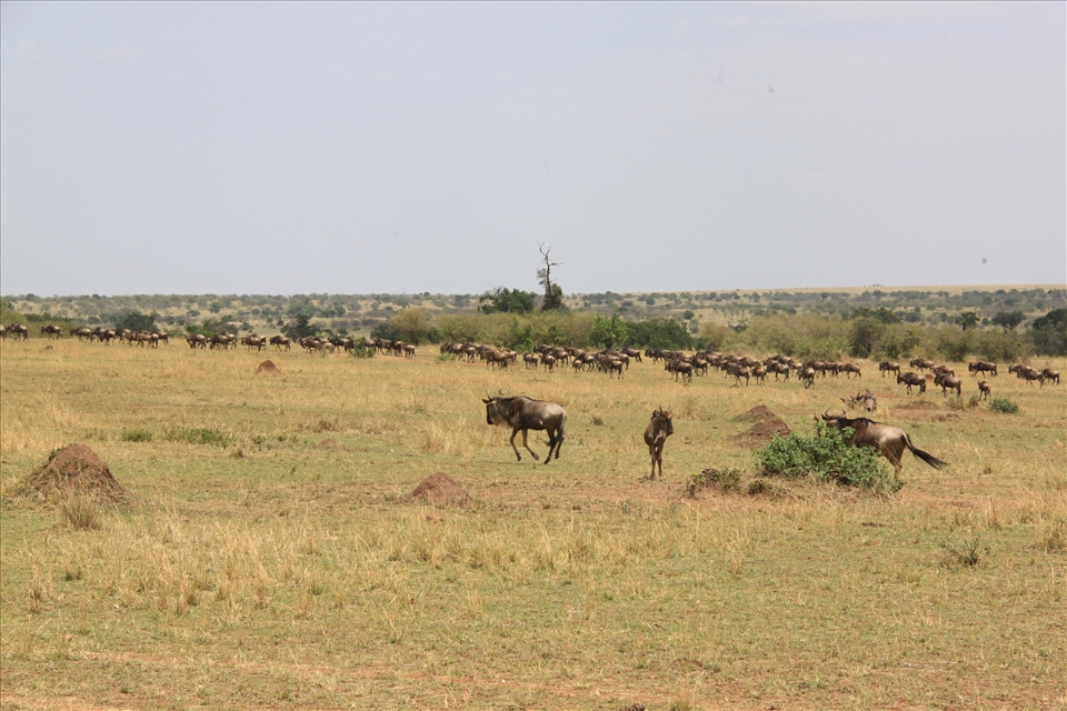Wildebeest join the biggest migration on earth at Maasai Mara