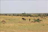 Wildebeest join the biggest migration on earth at Maasai Mara: by priyanko, Views[212]