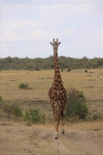 A giraffe walks at us with the most elegant gait ever