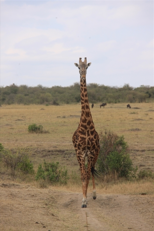 A giraffe walks at us with the most elegant gait ever